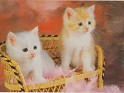 Spain 2009  Fauna. Calendar 2008 Cats nÂº58. Uploaded by susofe